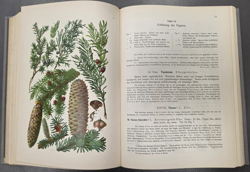 Illustrierte Flora von Mittel-Europa I.-V. - Hegi Gustav Dr.